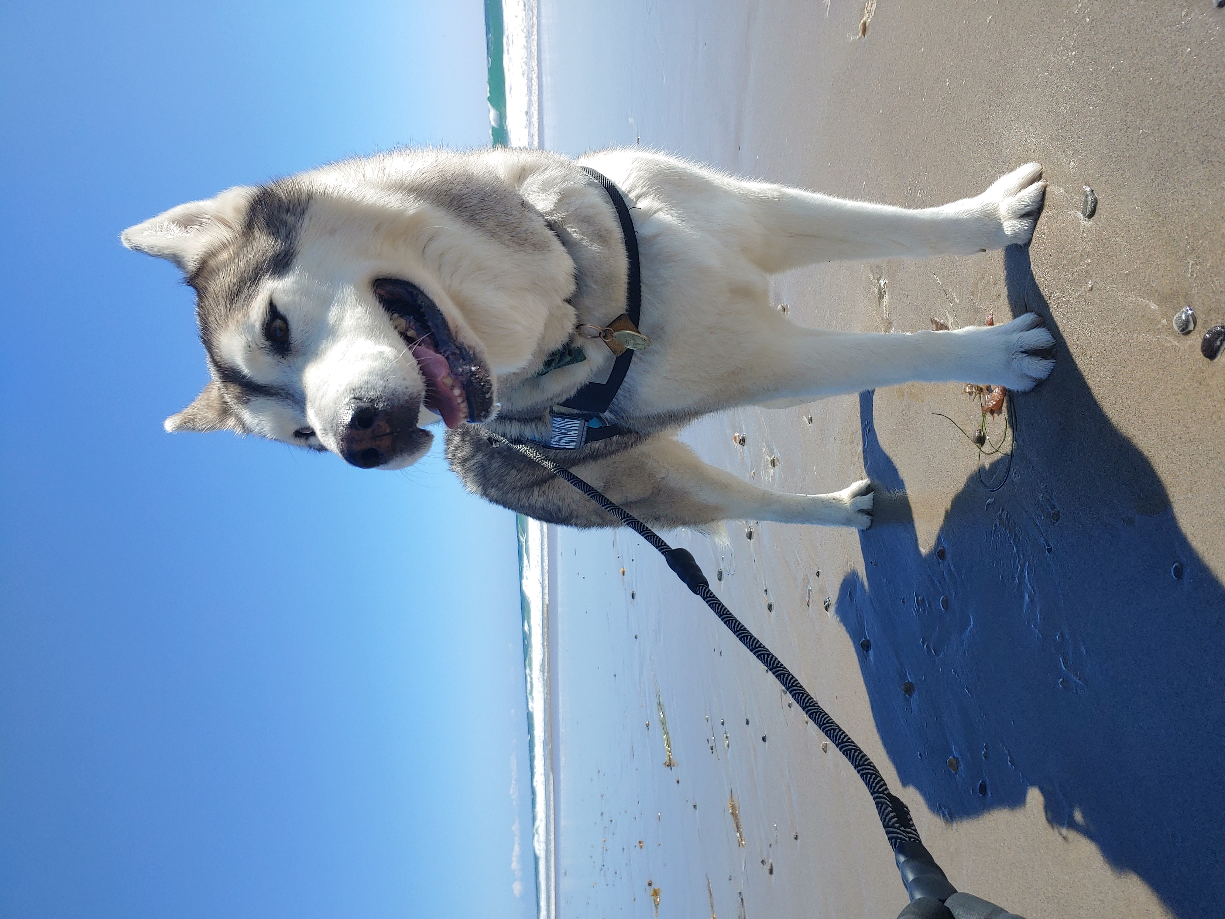 Siberian husky service dog on a leash standing on a sunny beach