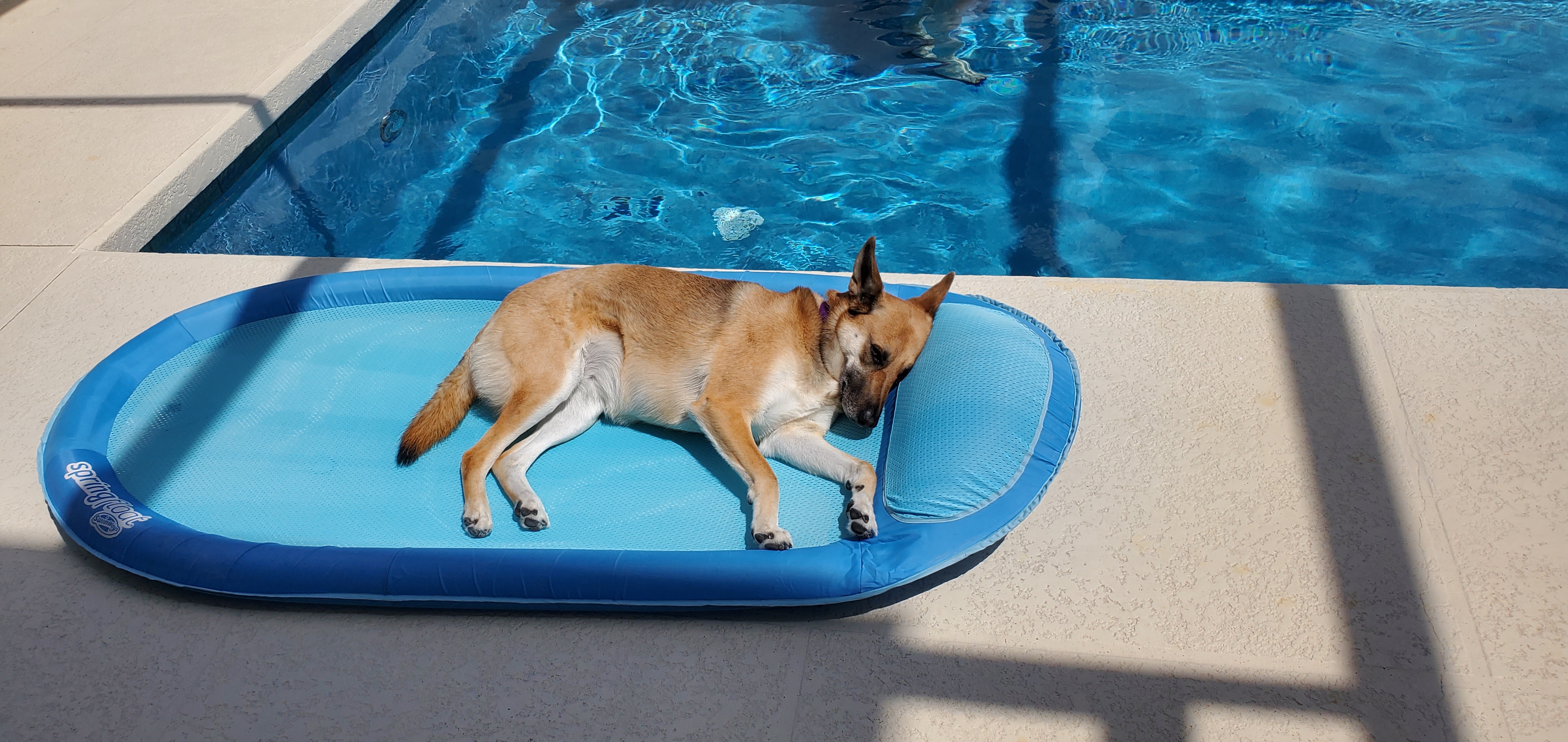 Dog sleeping on a blue Spring Float pool raft