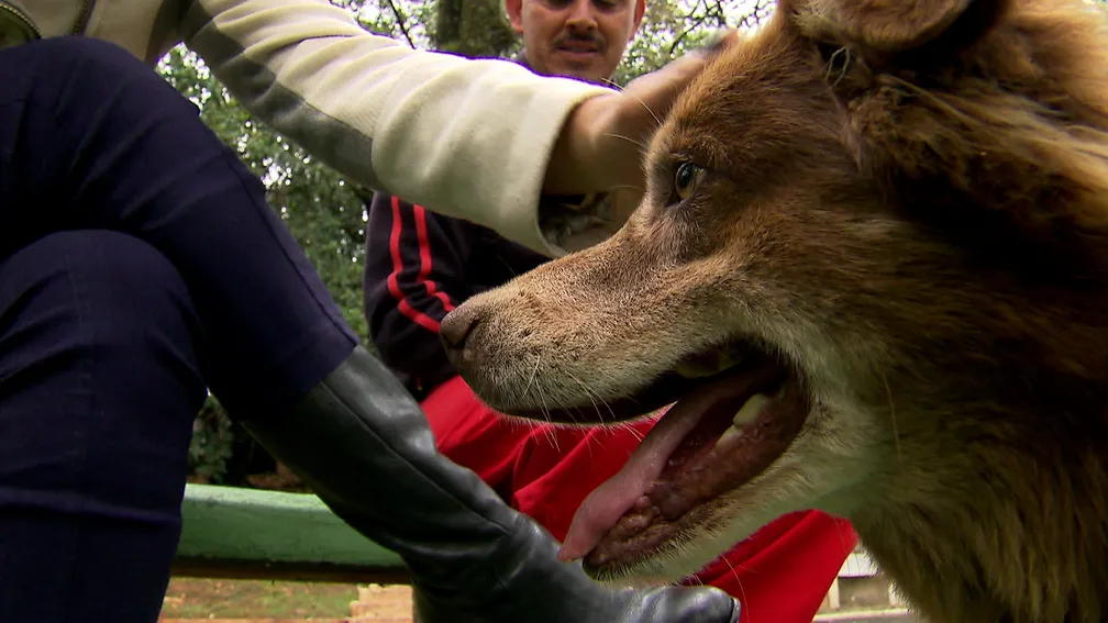 Person petting a brown dog outdoors