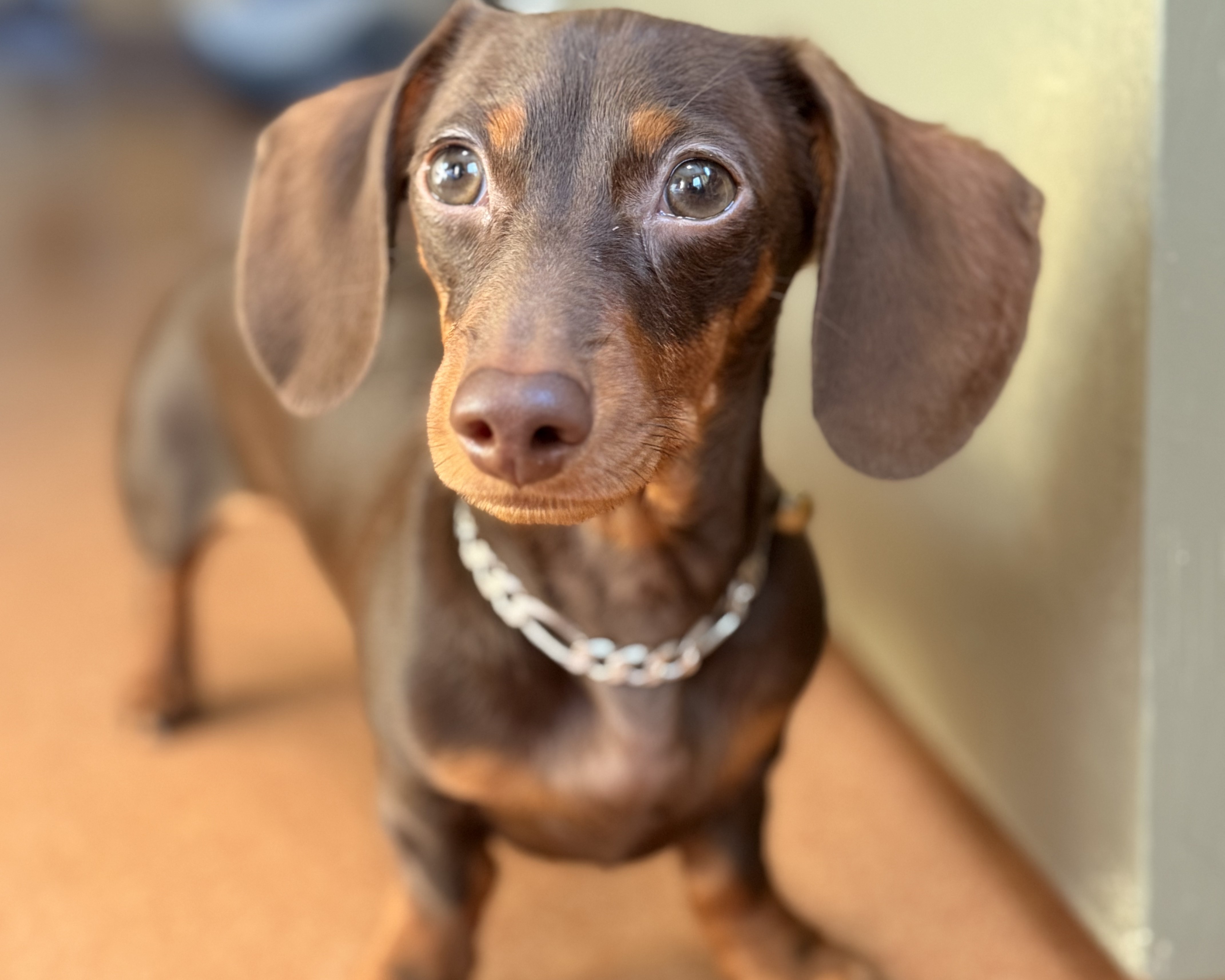 PetWireDaily — Meko: The Dog Who Helped Me Find My Way Back