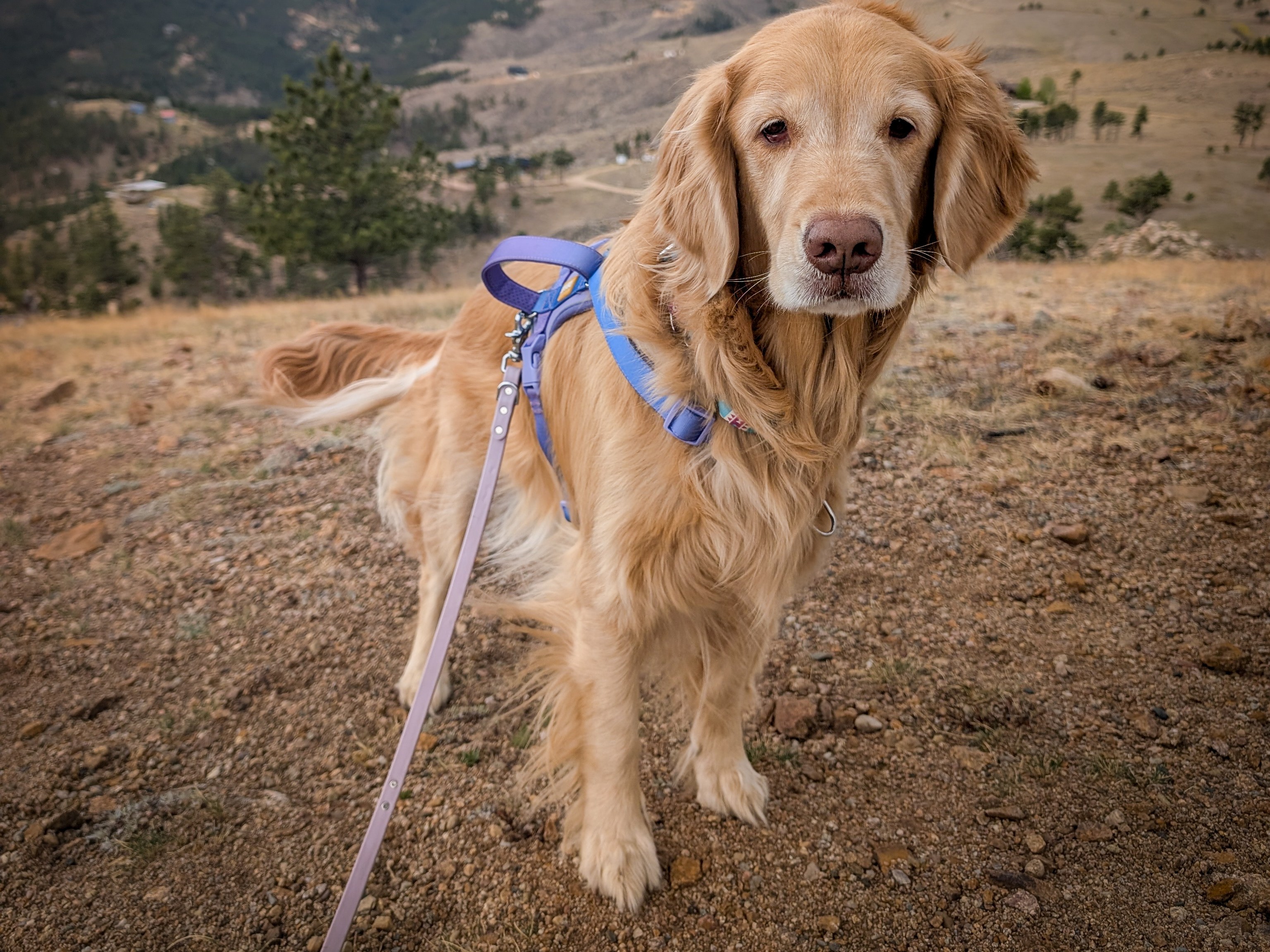 Senior golden retriever in a blue harness standing on a dirt trail