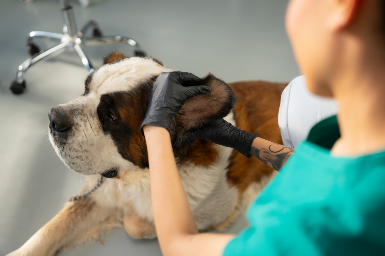 A veterinarian examines a Saint Bernard dog in a clinic. The dog lies on the floor while the vet inspects its ear with careful attention. The setting is bright and clean.