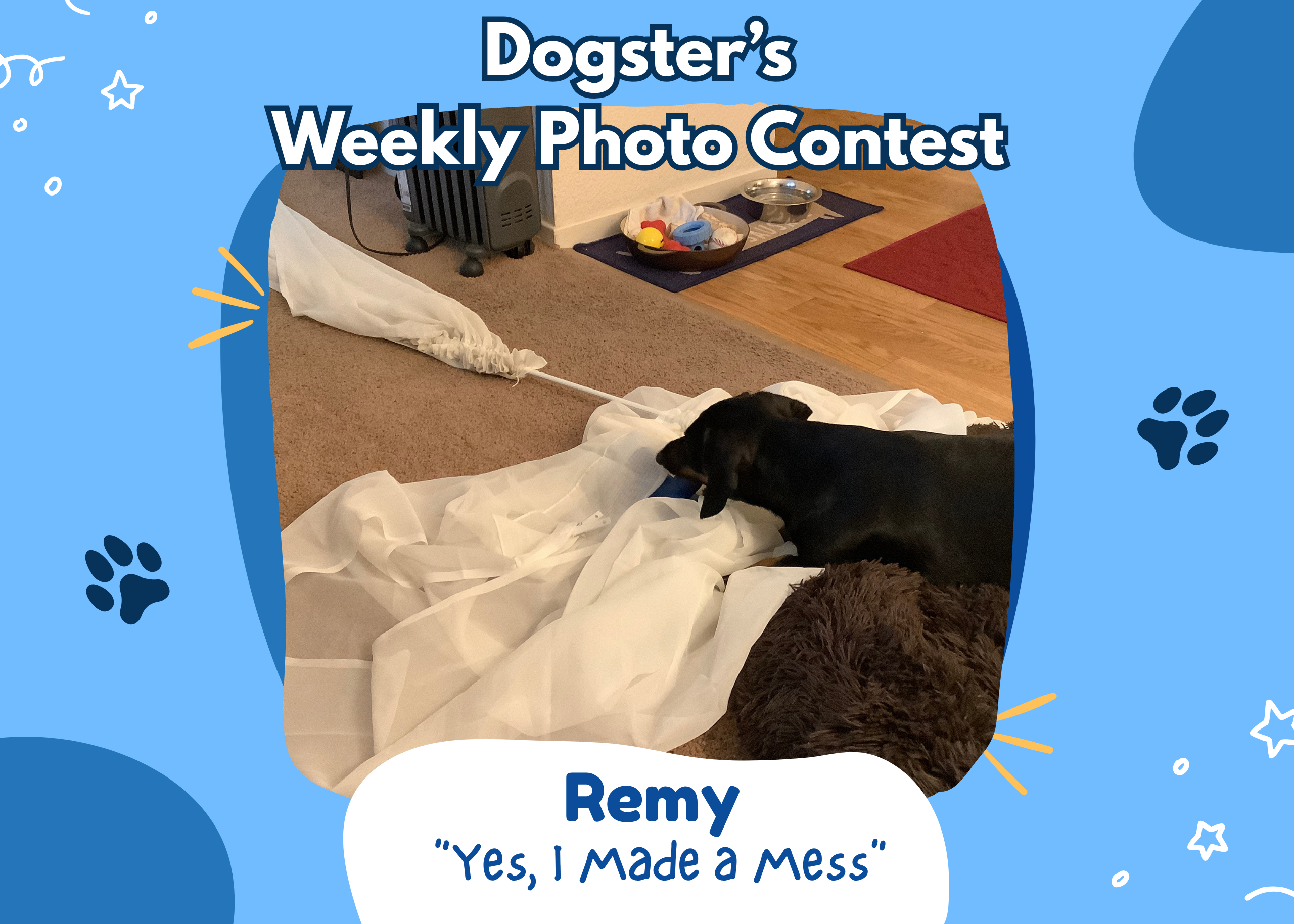 PetWireDaily — Dogster’s Weekly Photo Contest Winners: Yes, I Made a Mess (August 3, 2026)