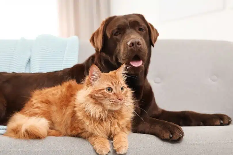 10 Worst Dog Breeds for Cats (and 10 of the Best) with Pictures and Info