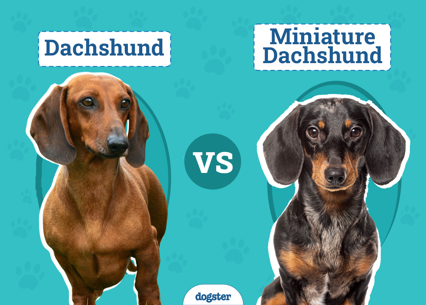 Dachshund vs Miniature Dachshund: The Differences (With Pictures)