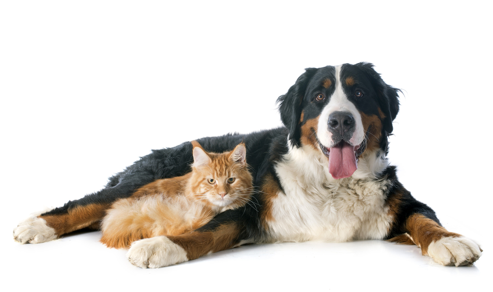 portrait of a purebred bernese mountain dog and maine coon cat in front of white background