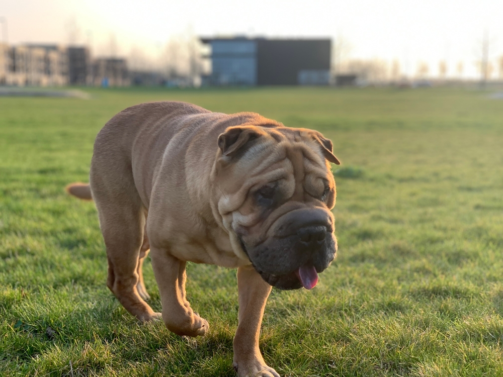 Bullpei (Bulldog & Chinese Shar Pei Mix): Info, Pictures & Care