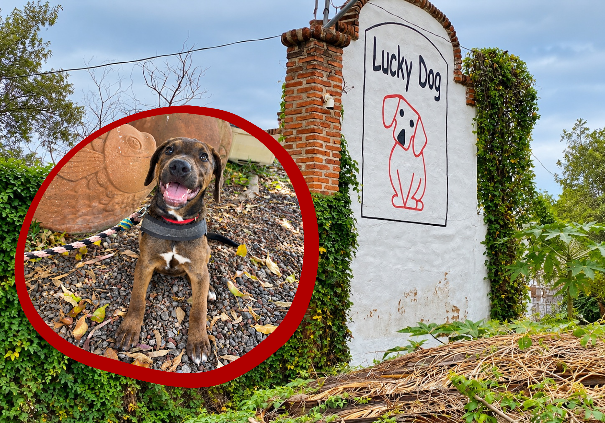 What Makes a Lucky Dog? | Heroes of the Pet World