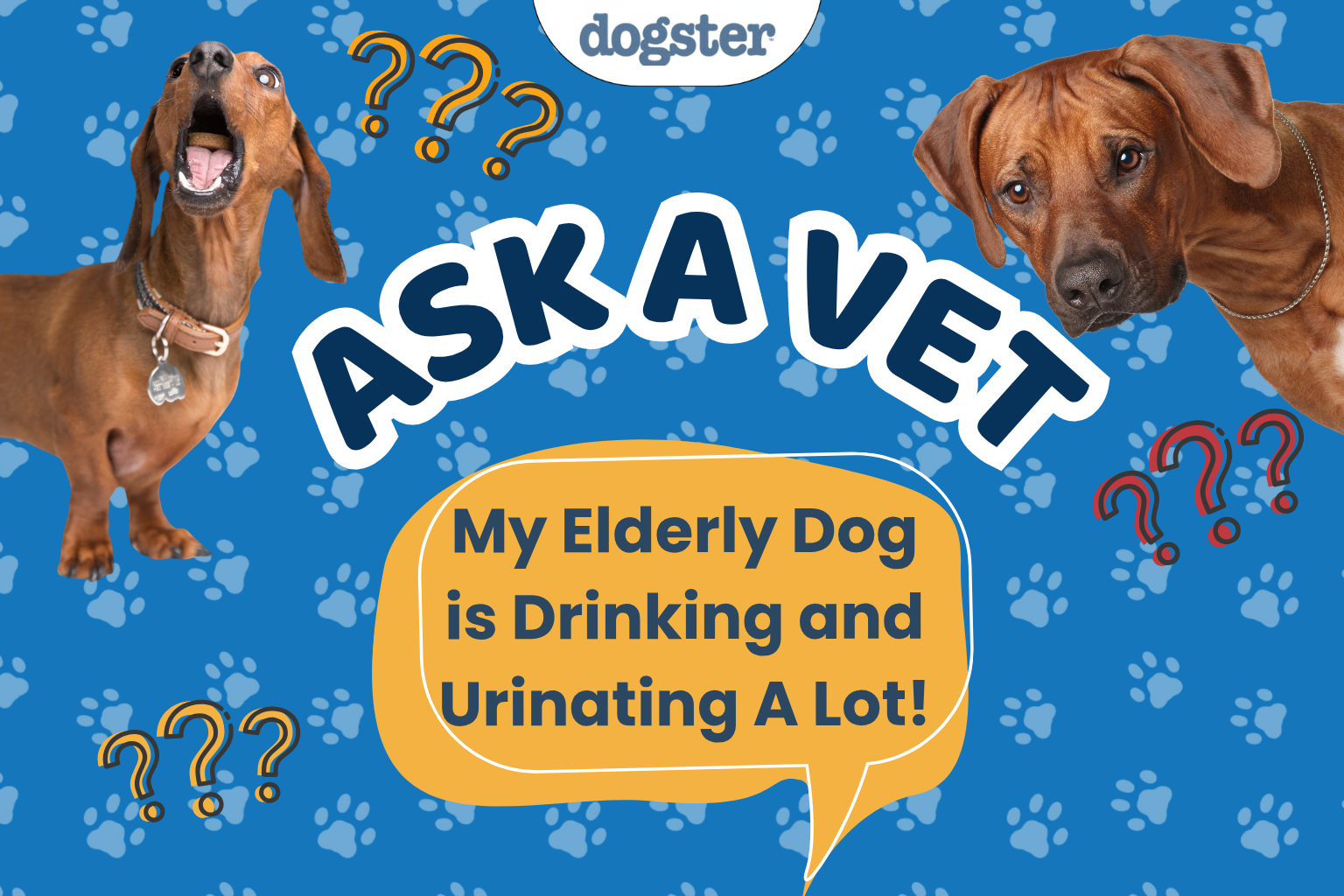 Ask Dr. Paola - HELP! My Elderly Dog is Drinking and Urinating A Lot! (October 19, 2026)