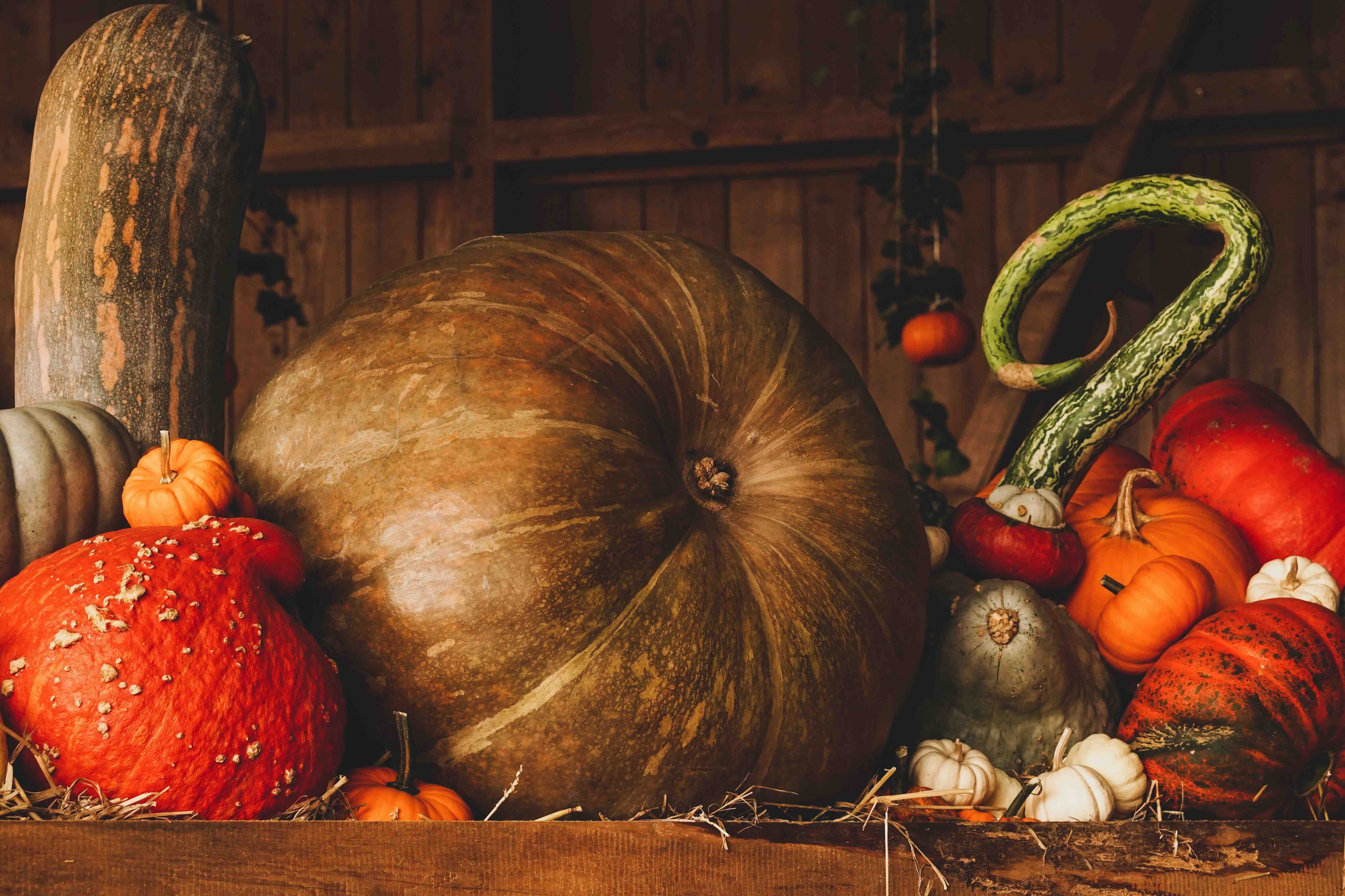 Close-up of various pumpkins and squash on a wooden surface, showcasing autumn's bounty_