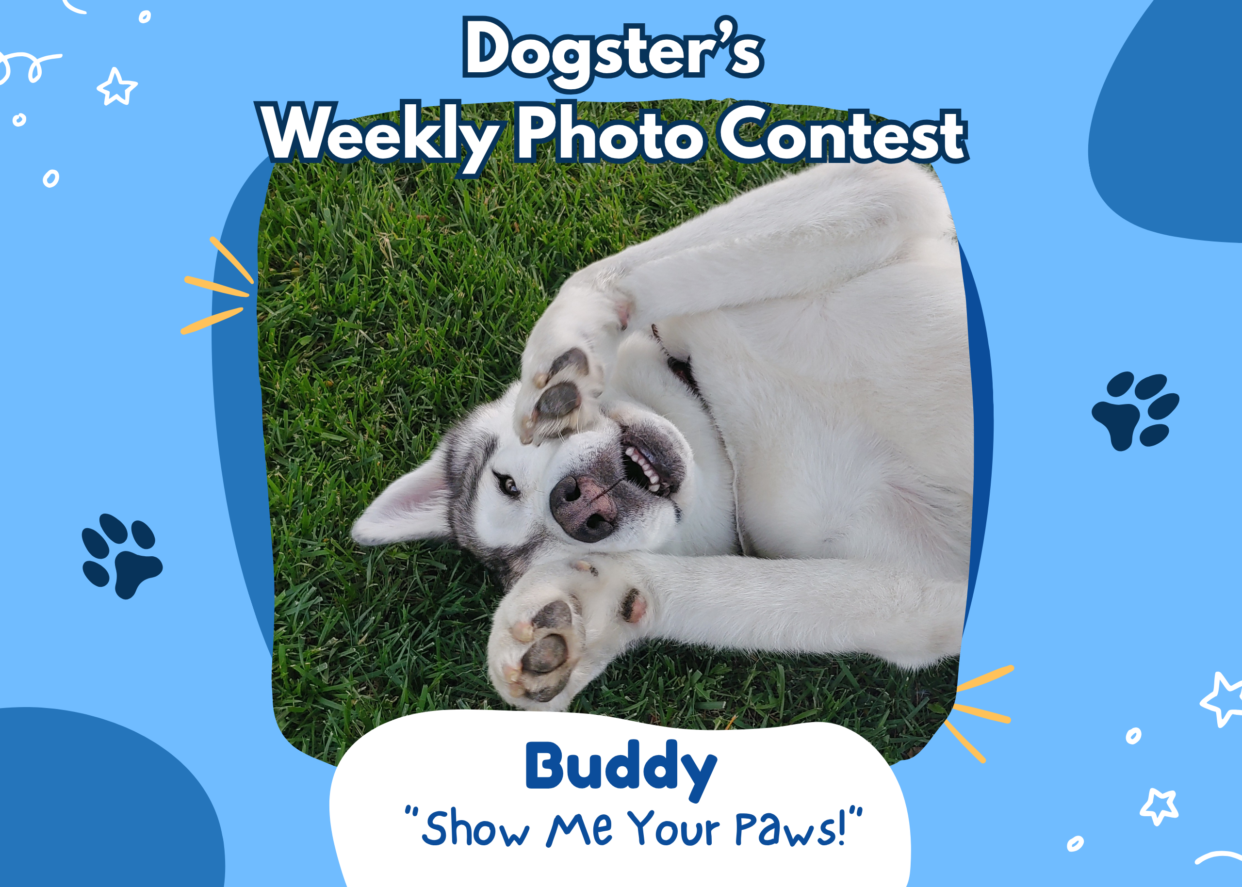Dogster’s Weekly Photo Contest Winners: Show Me Your Paws! (October 26, 2026)