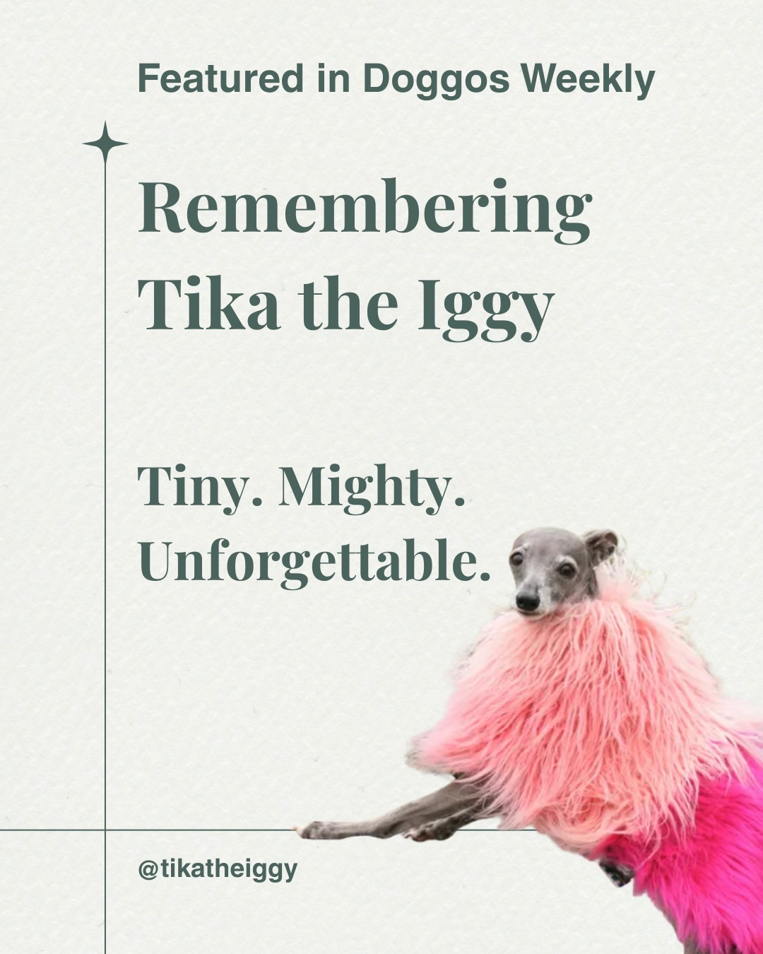Some dogs leave a mark that reaches far beyond their own home. 🤍
@tikatheiggy was many things at once — a fashion icon, a familiar face, a source of joy, and above all, a deeply loved companion. As Thomas Shapiro reflects in this tribute, Tika spent more than 14 years by his side through nearly every major chapter of adult life, and her online charm was very much who she was at home too: expressive, elegant, independent, and unforgettable.
We’re honored to share this beautiful remembrance and to celebrate the legacy Tika leaves behind — not only in the memories she made with her family, but in the comfort, joy, and sense of connection she brought to so many people who followed her story. ✨
Read the full tribute at the link in linktree