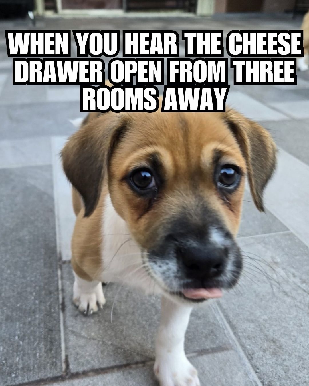 Congrats to this weeks photo contest winner, Lucah. 

Does your pooch have the most perfect head tilt? Send in their picture and they could be the next winner! 

Head to Dogster.com or our link in bio to submit

#dogmeme #funnydog #doglover #cheesetax #puppylife