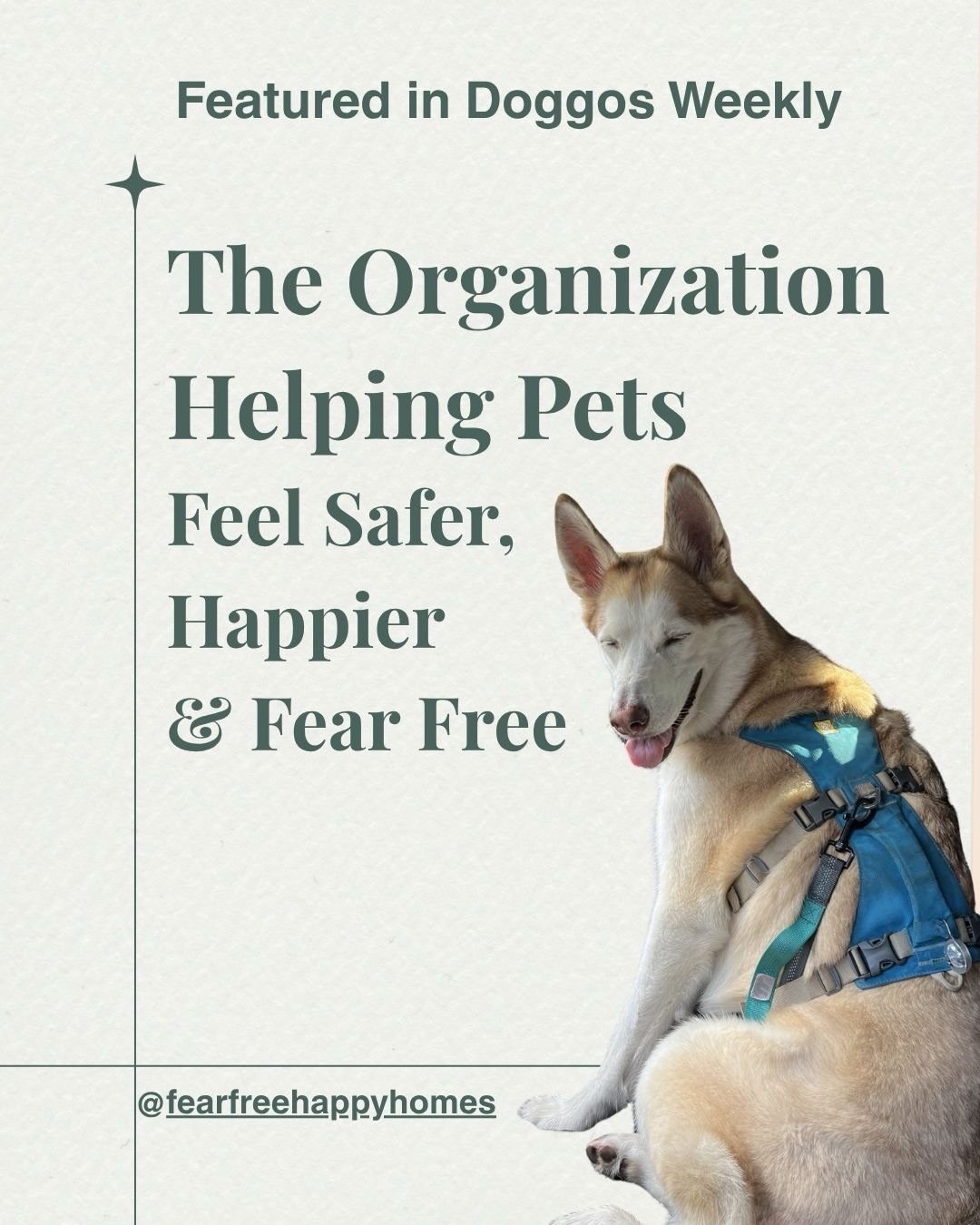 Some of the most meaningful changes in pet care start with one simple idea: pets deserve to feel safe, too. 🤍🐾

This story shines a light on @fearfreehappyhomes and the people working to reduce fear, anxiety, and stress for pets through more thoughtful, compassionate care. Fear Free’s mission is to prevent and alleviate fear, anxiety, and stress in pets by educating the people who care for them, and its approach is now being used in veterinary clinics, grooming salons, training settings, boarding environments, shelters, and homes. 

We’re so grateful to share stories like this and to celebrate the organizations helping make everyday experiences gentler, calmer, and more supportive for animals and the humans who love them. ✨

#heroes #doglover #safespace #adoptdogs #fearfree